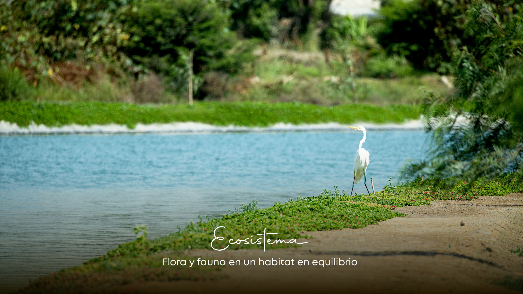 pajaro.png